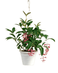 Medinilla Plant - dwarf in a hanging grow pot