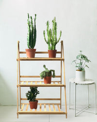 Medium Assorted Cactus (Set of 3) - Potted plant - Tumbleweed Plants - Online Plant Delivery Singapore