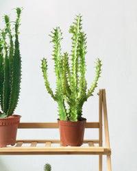 Medium Assorted Cactus (Set of 3) - Potted plant - Tumbleweed Plants - Online Plant Delivery Singapore