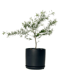 Melaleuca Alternifolia 'Shining Arrow' - little cylinder black with tray planter - Potted plant - Tumbleweed Plants - Online Plant Delivery Singapore