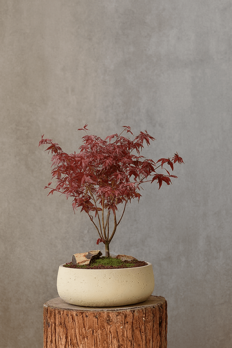 Mid Century Bonsai Bowl Planter - Large - Planter - 5943274891218 - Tumbleweed Plants - Online Plant Delivery Singapore