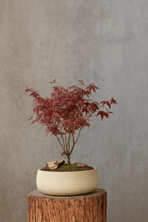 Mid Century Bonsai Bowl Planter - Large - Planter - 5943274891218 - Tumbleweed Plants - Online Plant Delivery Singapore