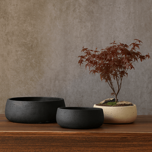 Mid Century Bonsai Bowl Planter - Large - Planter - 5943274891219 - Tumbleweed Plants - Online Plant Delivery Singapore