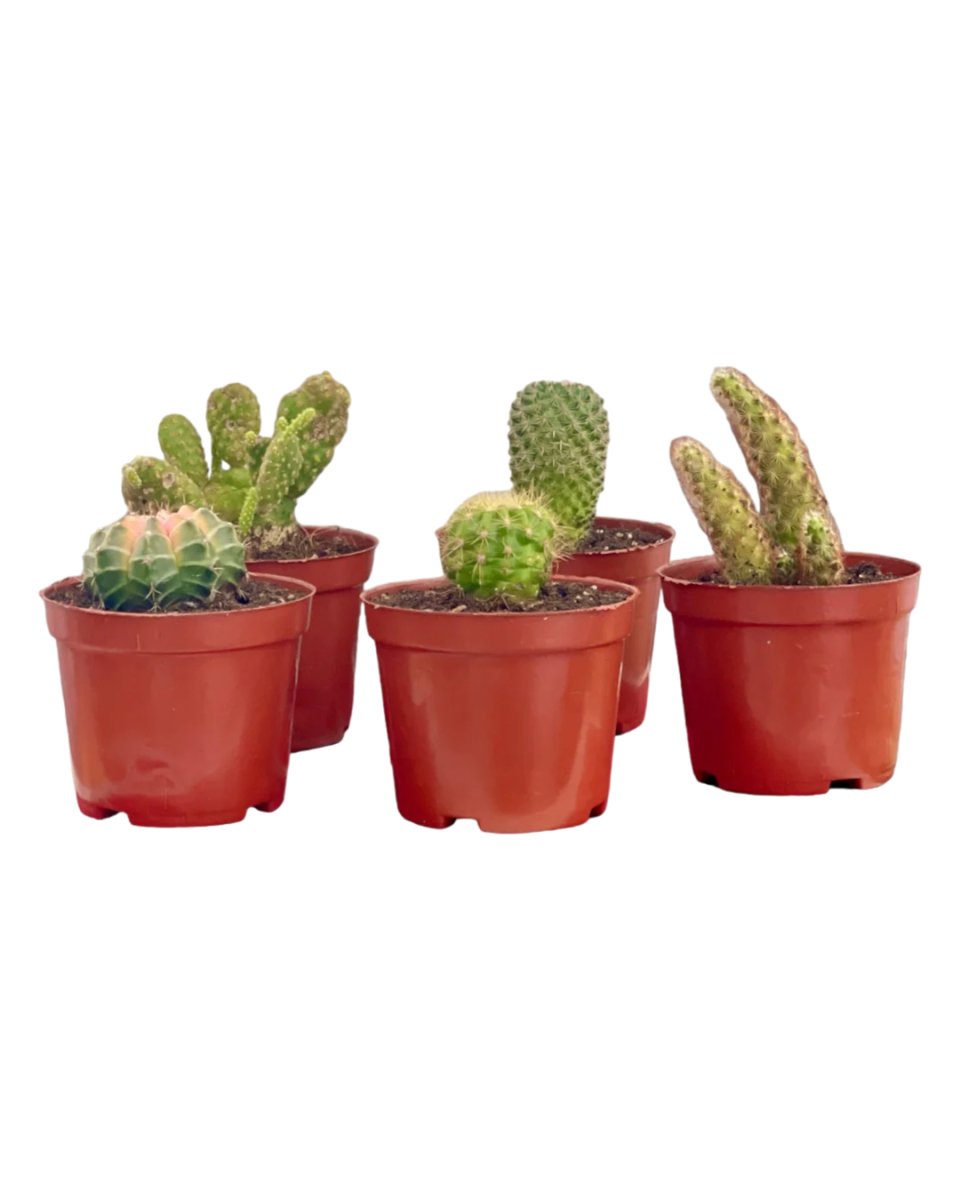 Mini Assorted Cactus (Set of 3) - Potted plant - Tumbleweed Plants - Online Plant Delivery Singapore