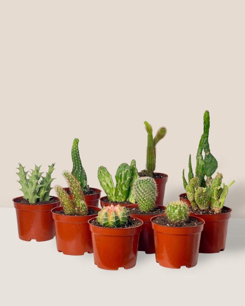 Mini Assorted Cactus (Set of 3) - Potted plant - Tumbleweed Plants - Online Plant Delivery Singapore