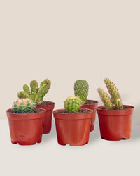 Mini Assorted Cactus (Set of 3) - Potted plant - Tumbleweed Plants - Online Plant Delivery Singapore