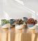 Mini Assorted Fittonia (Set of 2)