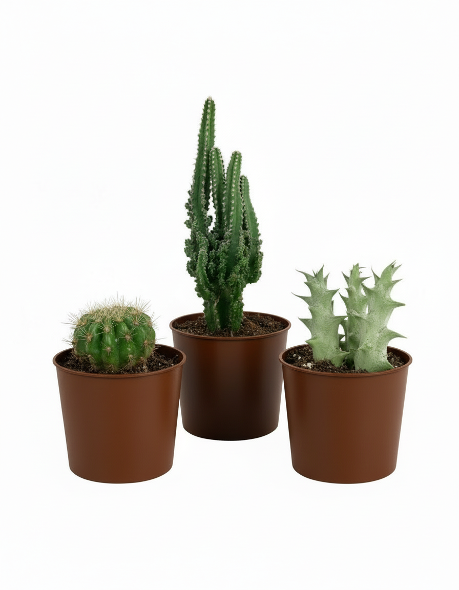 Mini Assorted Succulents (Set of 3)