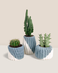Mini Assorted Succulents (Set of 3) - Potted plant - Tumbleweed Plants - Online Plant Delivery Singapore