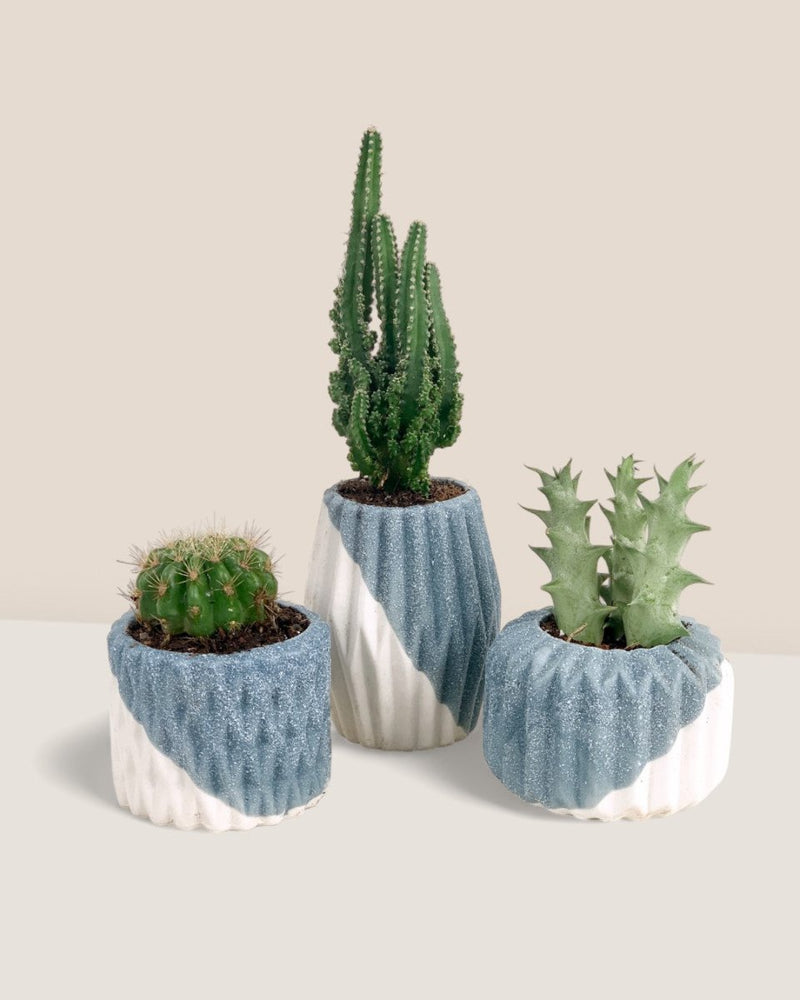 Mini Assorted Succulents (Set of 3) - Potted plant - Tumbleweed Plants - Online Plant Delivery Singapore