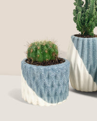 Mini Assorted Succulents (Set of 3) - Potted plant - Tumbleweed Plants - Online Plant Delivery Singapore