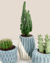 Mini Assorted Succulents (Set of 3) - Potted plant - Tumbleweed Plants - Online Plant Delivery Singapore