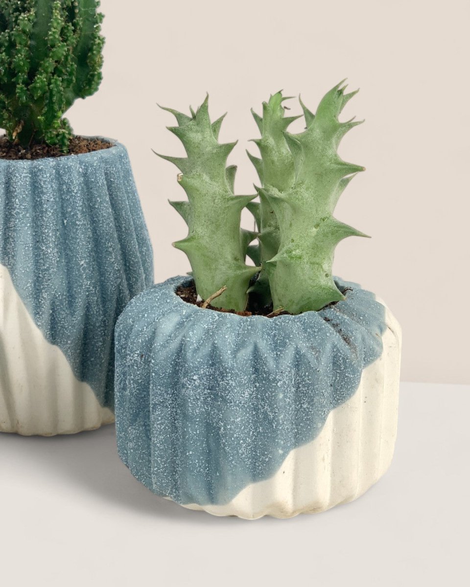 Mini Assorted Succulents (Set of 3) - Potted plant - Tumbleweed Plants - Online Plant Delivery Singapore