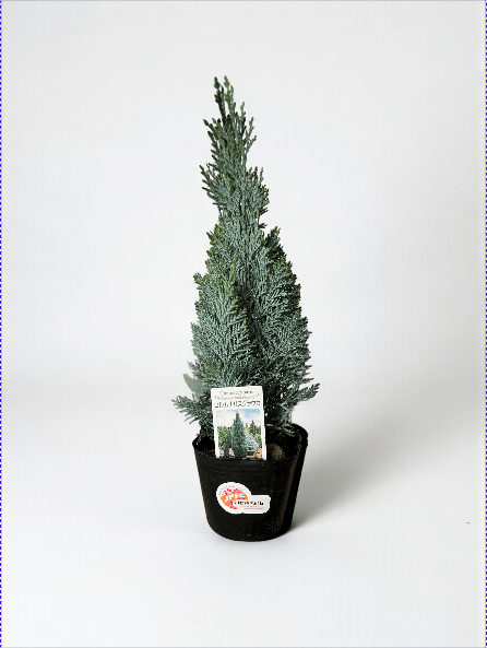 Mini Christmas Tree - Columnaris Glauca - Potted plant -  Tumbleweed Plants