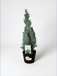 Mini Christmas Tree - Columnaris Glauca - Potted plant - POTT - MINI - GRW - 7463 - Tumbleweed Plants - Online Plant Delivery Singapore