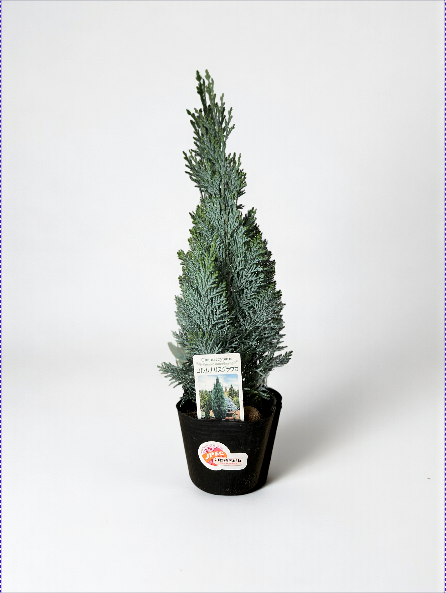 Mini Christmas Tree - Columnaris Glauca - Potted plant -  Tumbleweed Plants