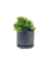 Mini Murraya Exotica Plant