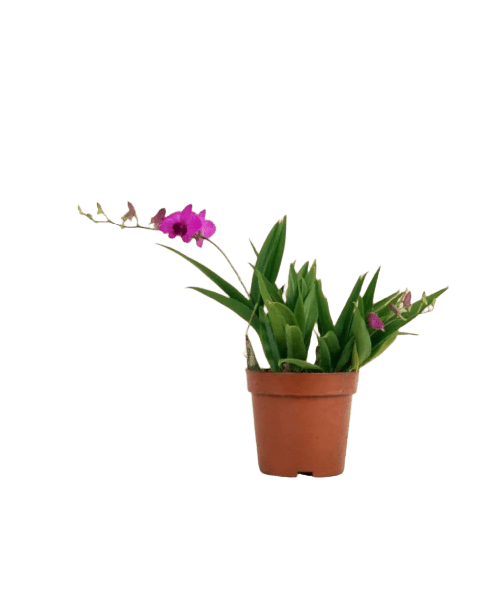 Mini Orchid - grow pot - Potted plant - Tumbleweed Plants - Online Plant Delivery Singapore