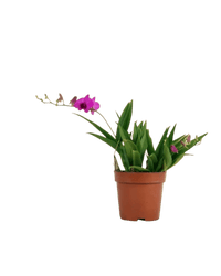 Mini Orchid - grow pot - Potted plant - Tumbleweed Plants - Online Plant Delivery Singapore