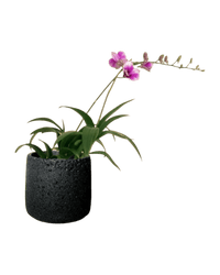 Mini Orchid - coarse cylinder planter - black - Potted plant - Tumbleweed Plants - Online Plant Delivery Singapore