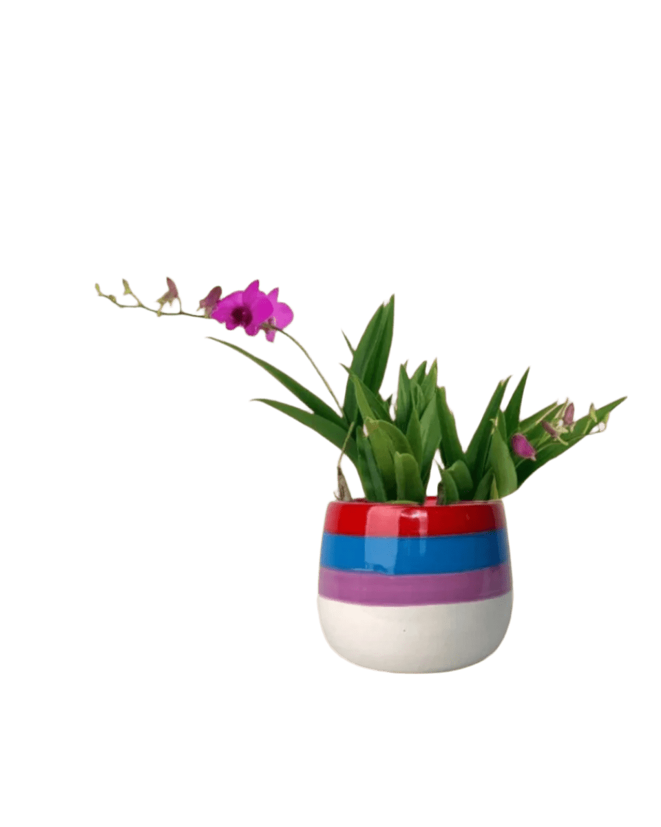 Mini Orchid - poppy color planter - rapunzel - Potted plant - Tumbleweed Plants - Online Plant Delivery Singapore