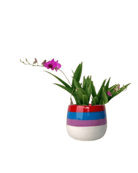 Mini Orchid - poppy color planter - rapunzel - Potted plant - Tumbleweed Plants - Online Plant Delivery Singapore
