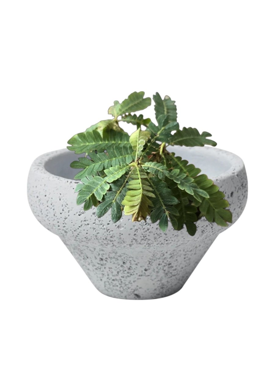 Mini Raintree - Potted plant - POTT - MINI - 3746 - Tumbleweed Plants - Online Plant Delivery Singapore