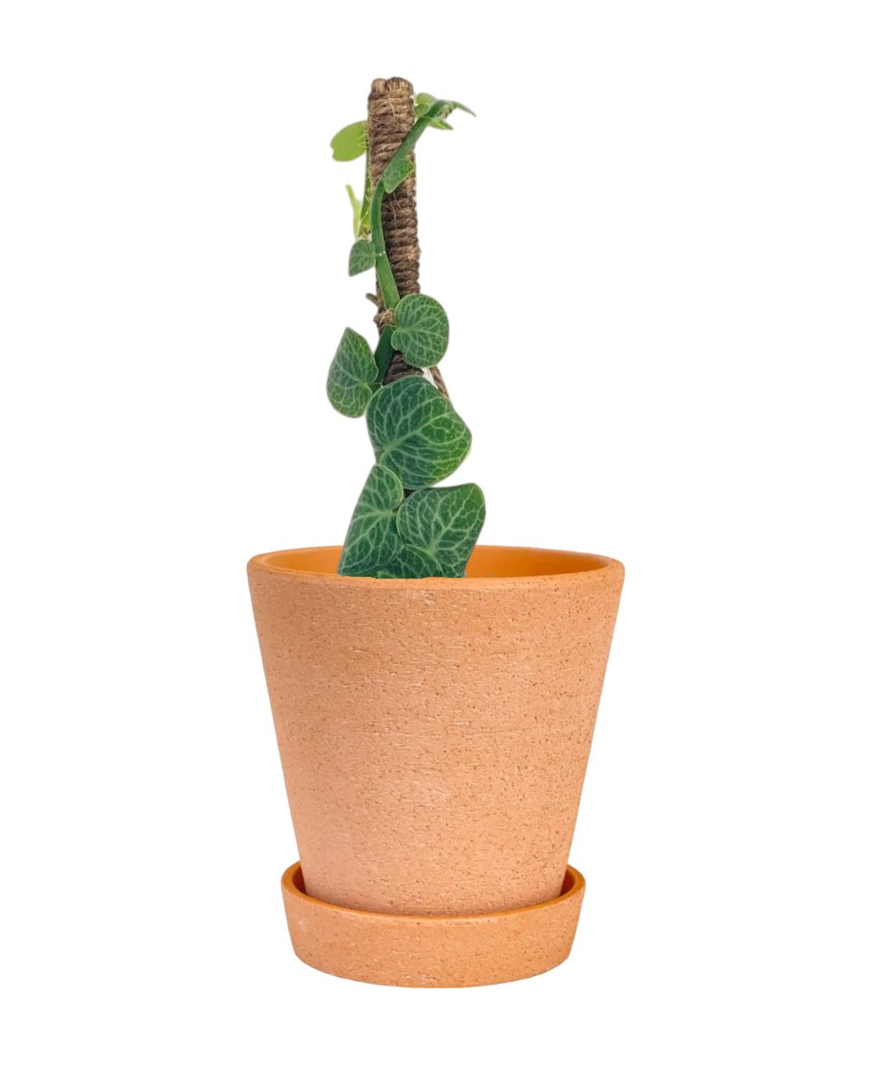 Shingle Plant - grow pot - Potted plant - Tumbleweed Plants - Online Plant Delivery Singapore