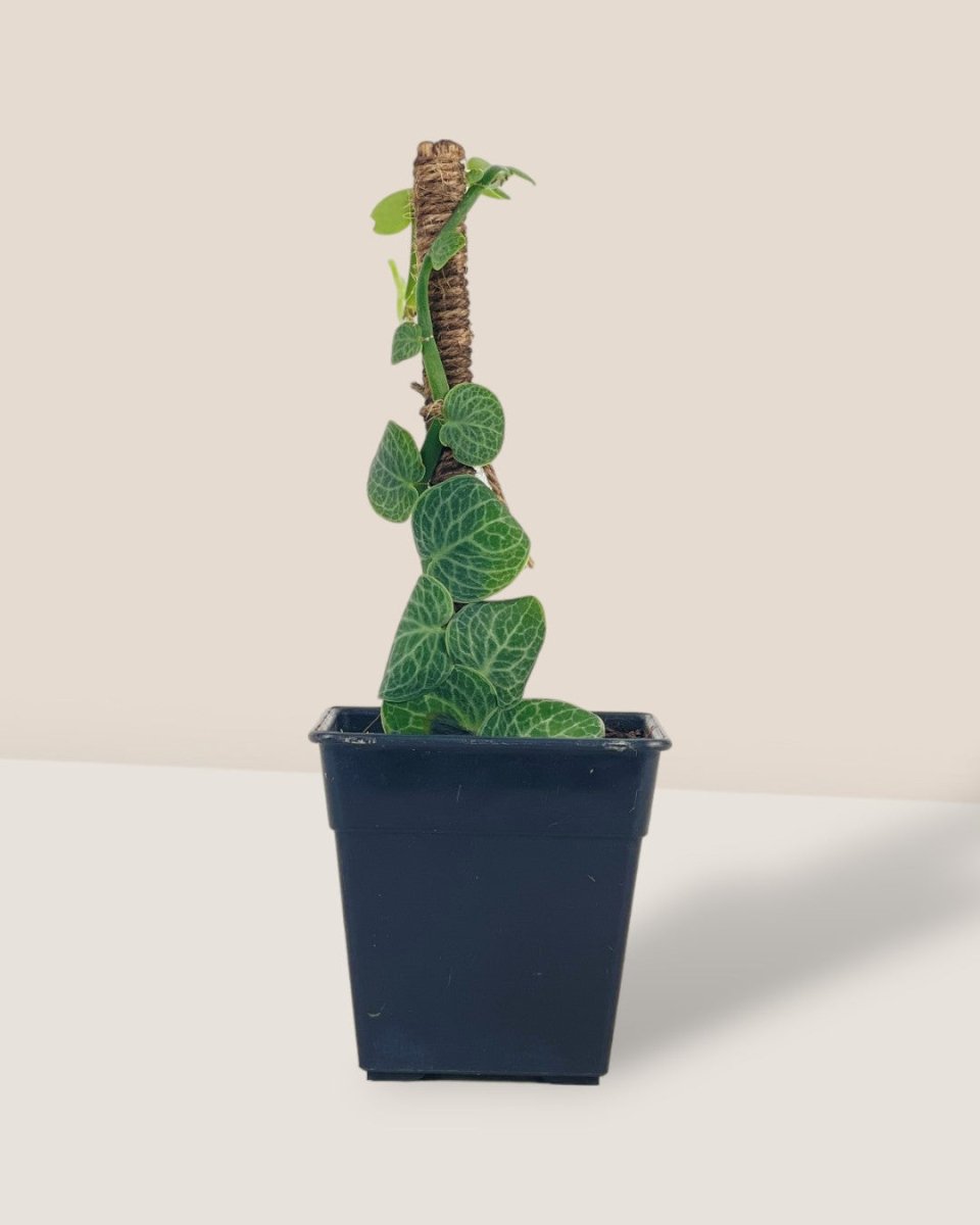 Shingle Plant - grow pot - Potted plant - Tumbleweed Plants - Online Plant Delivery Singapore