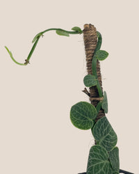 Shingle Plant - grow pot - Potted plant - Tumbleweed Plants - Online Plant Delivery Singapore