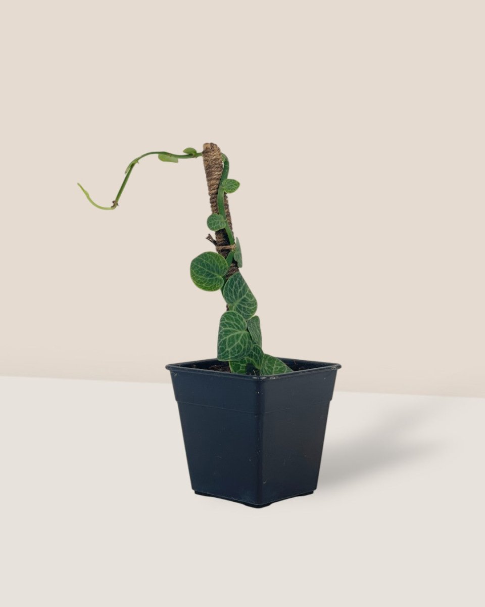 Shingle Plant - grow pot - Potted plant - Tumbleweed Plants - Online Plant Delivery Singapore
