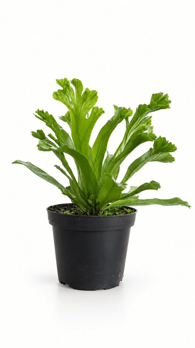 Grow Pot
