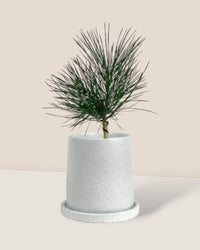 Miniature Japanese Black Pine/Pinus Thunbergii - small brindle pot - white - Potted plant - Tumbleweed Plants - Online Plant Delivery Singapore