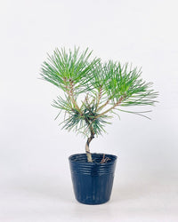 Miniature Japanese Black Pine/Pinus Thunbergii