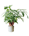Full Bloom Money Tree - Potted plant - POTT - FULL - GRW - 4994 - Tumbleweed Plants - Online Plant Delivery Singapore