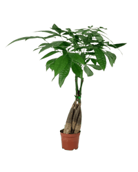 Long Braided Money Tree - Potted plant - POTT - LONG - GRW - 3700 - Tumbleweed Plants - Online Plant Delivery Singapore
