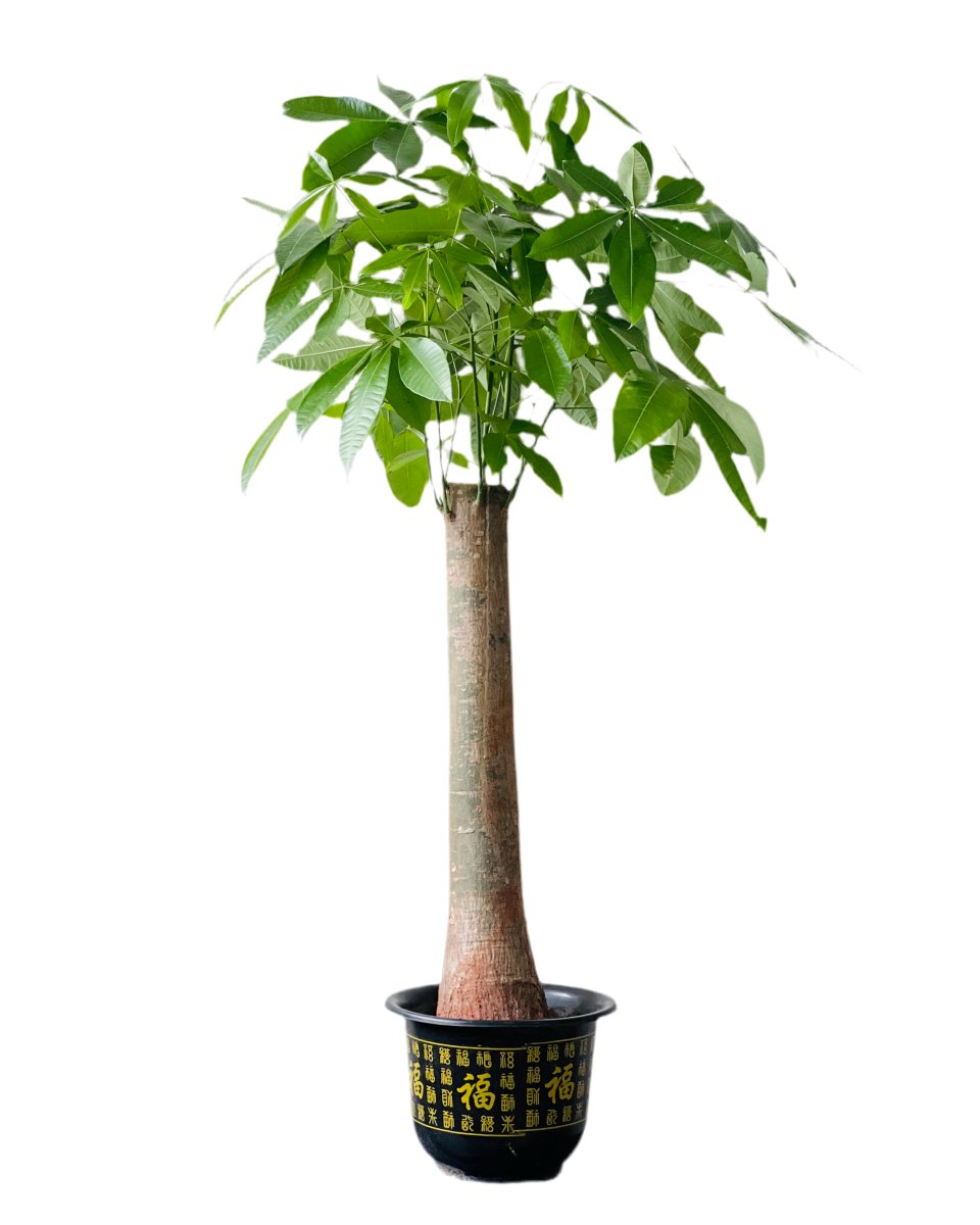 money tree big trunk Buy Best Single Trunk Money Tree