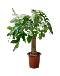Money Tree - Single Trunk - grow pot - Potted plant - Tumbleweed Plants - Online Plant Delivery Singapore