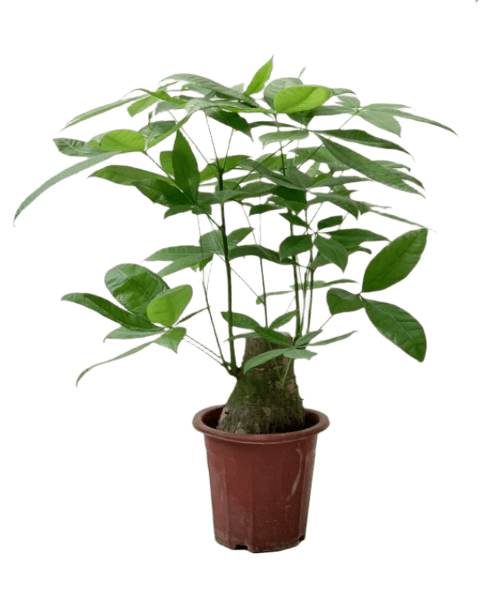 Money Tree - Single Trunk (0.7 - 0.8m) - Potted plant - POTT - MONE - GRWTLL - 4412 - Tumbleweed Plants - Online Plant Delivery Singapore