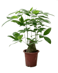Money Tree - Single Trunk (0.7 - 0.8m) - Potted plant - POTT - MONE - GRWTLL - 4412 - Tumbleweed Plants - Online Plant Delivery Singapore