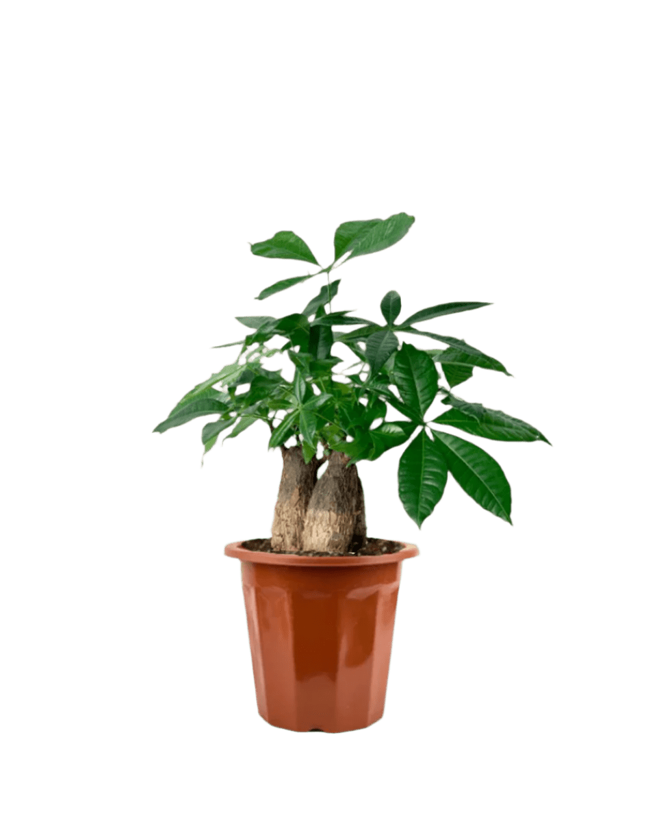 yakima money tree Buy Skyrocket Money Tree - Tall Vertical Plant