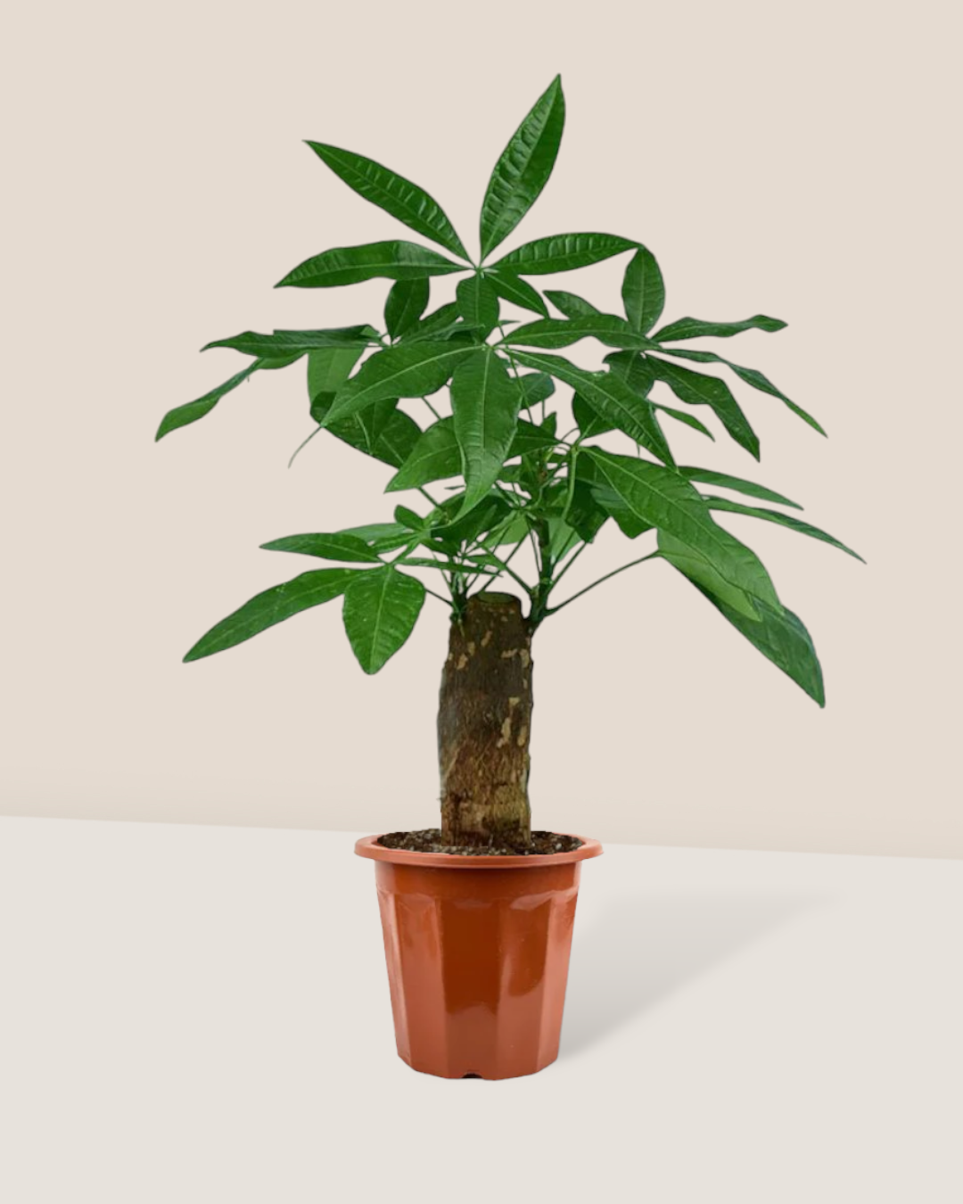 Money Tree - Potted plant -  Tumbleweed Plants