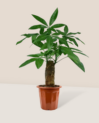 Money Tree - Potted plant -  Tumbleweed Plants