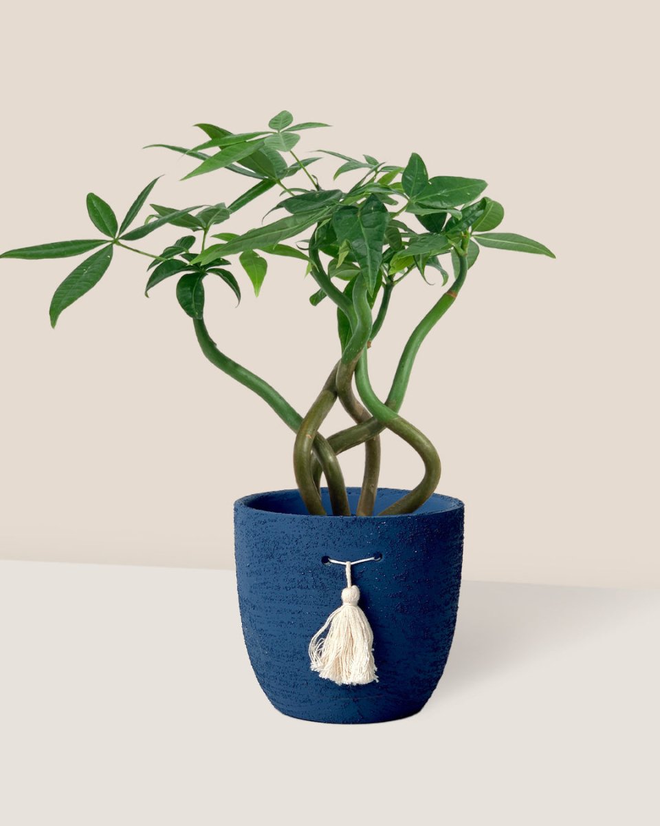 Money Tree Wavy - Potted plant -  Tumbleweed Plants
