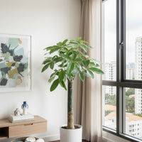 Money Tree - Single Trunk