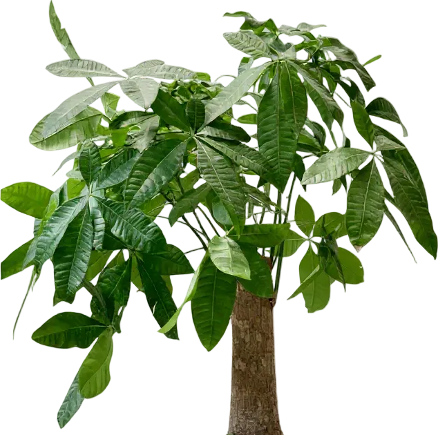 Money Tree - Single Trunk