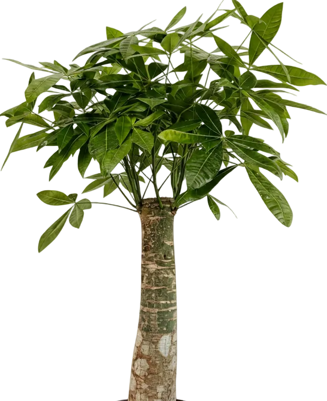 Money Tree - Single Trunk