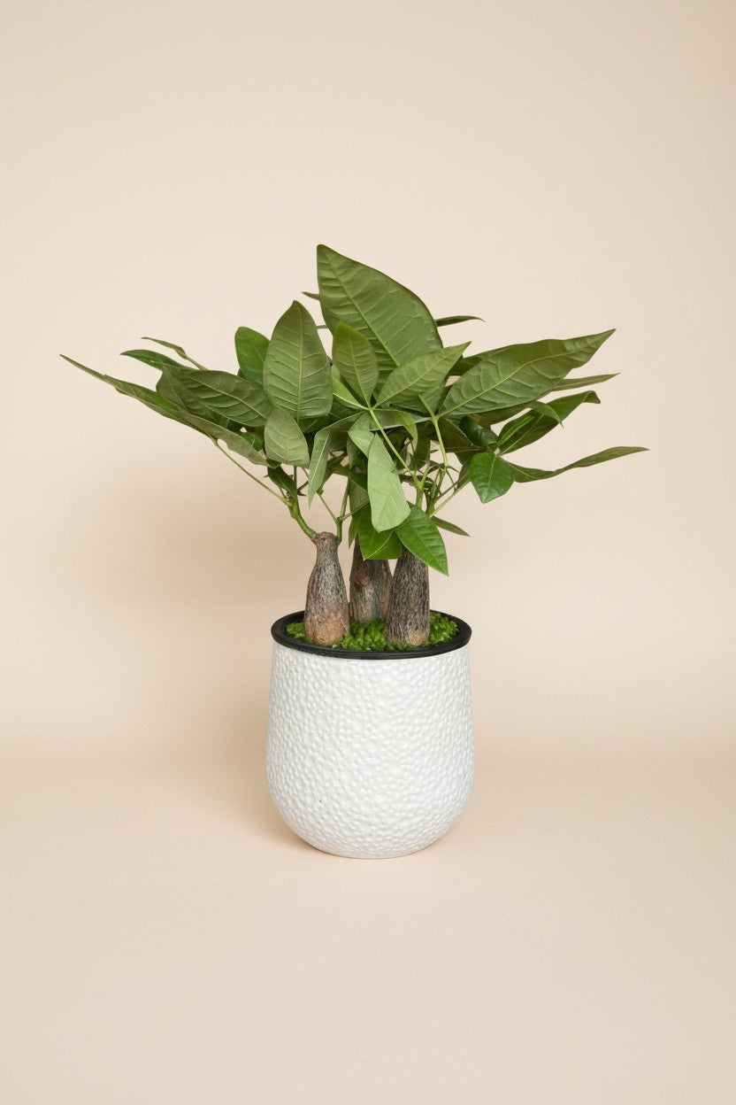 Money Tree Skyrocket HydroEase