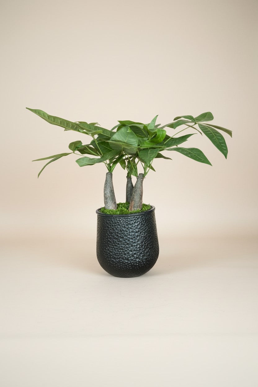 Money Tree Skyrocket HydroEase