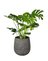 Monstera Deliciosa - Potted plant - POTT - MONS - LTT - 2251 - Tumbleweed Plants - Online Plant Delivery Singapore
